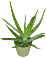 aloe base